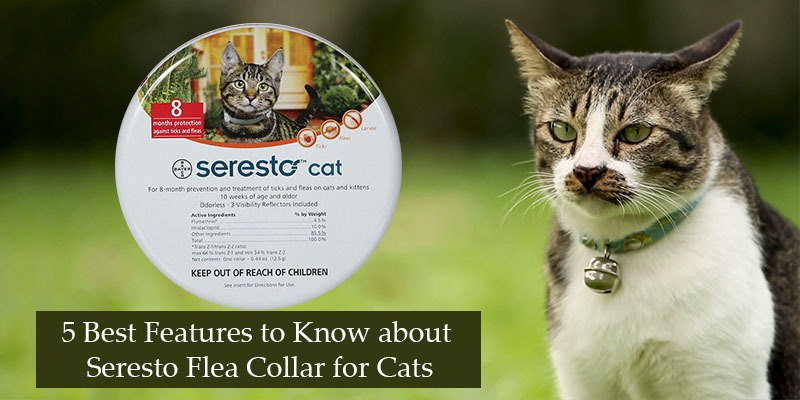 5 Best Features to Know about Seresto Flea Collar for Cats
