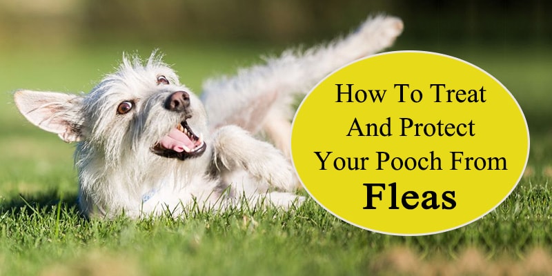 How to treat and protect your pooch from fleas