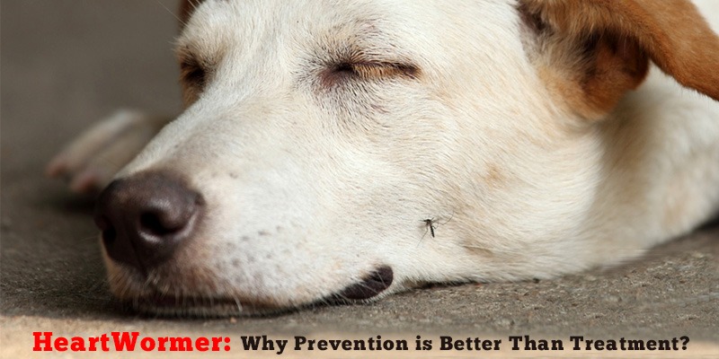 CanadaVetCare Heartwormer Preventions is better than treatments