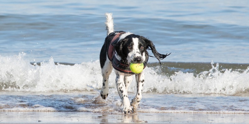 Best-Dog-Beaches