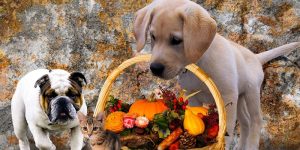 Halloween with pet