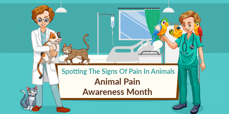 Spotting The Signs Of Pain In Animals: Animal Pain Awareness Month