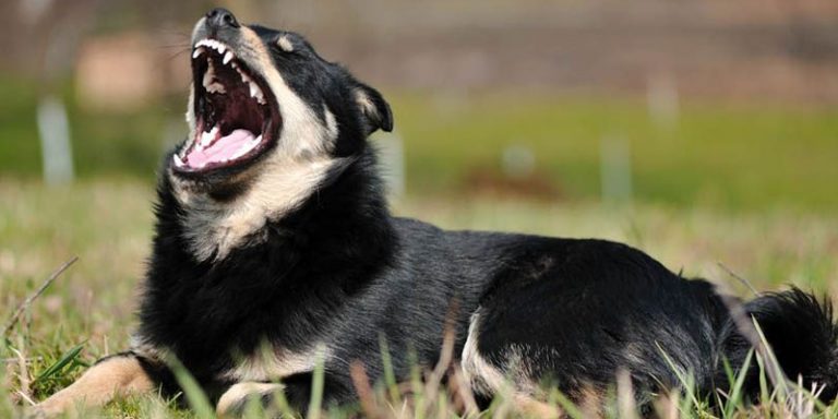 Artificial Intelligence & Dog bark