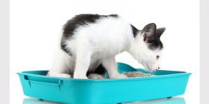 Feline Idiopathic Cystitis In Cats