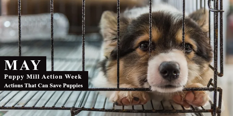 Puppy Mill Action Week - 5 Actions That Can Save Puppies