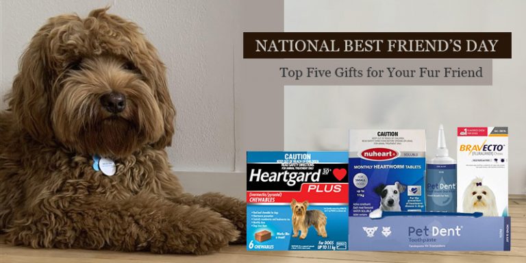 National Best Friend’s Day – Top Five Gifts for Your Fur Friend