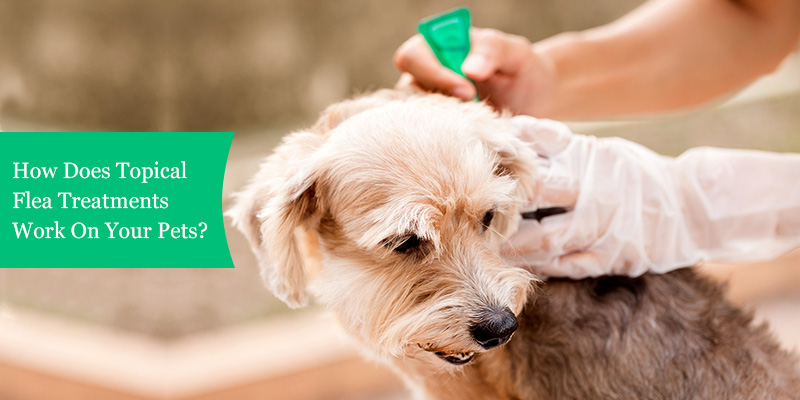 How Does Topical Flea Treatments Work On Your Pets?