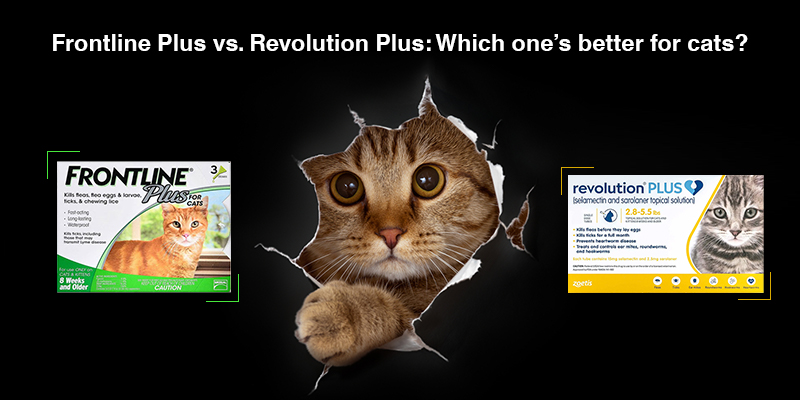 Frontline Plus & Revolution Plus For Cats Comparison