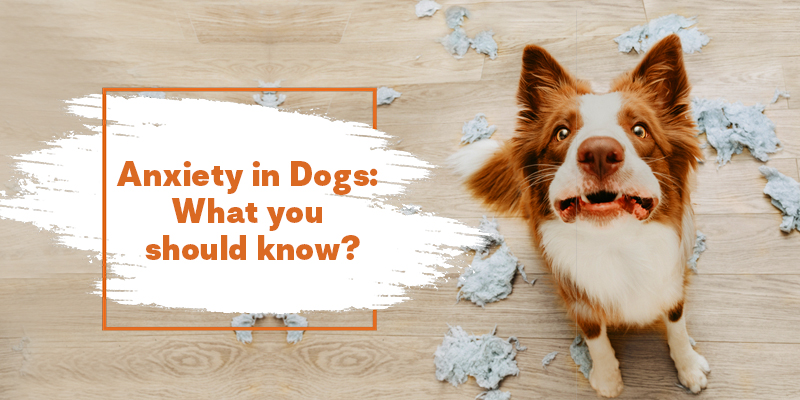 Anxiety in Dogs: What You Should Know?