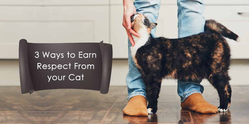 3 Ways to Earn Respect from your Cat