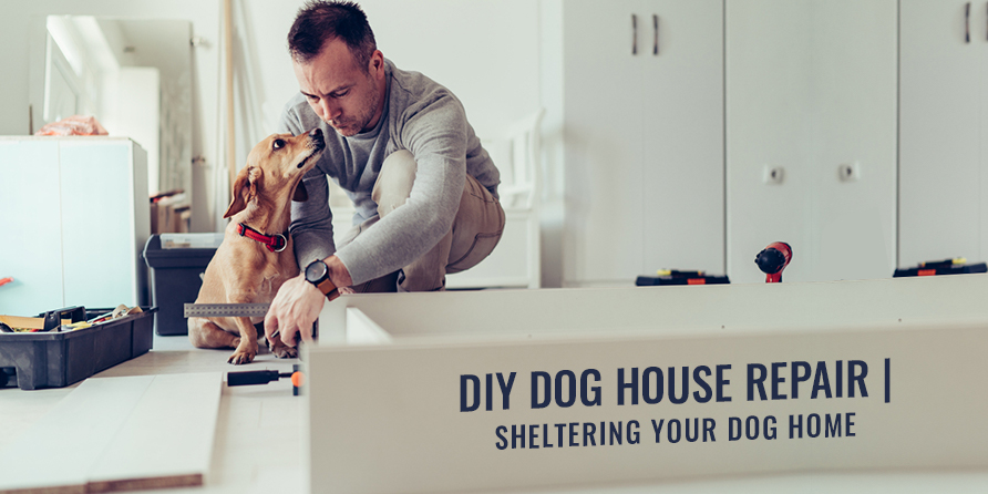 Sheltering Your Dog Home