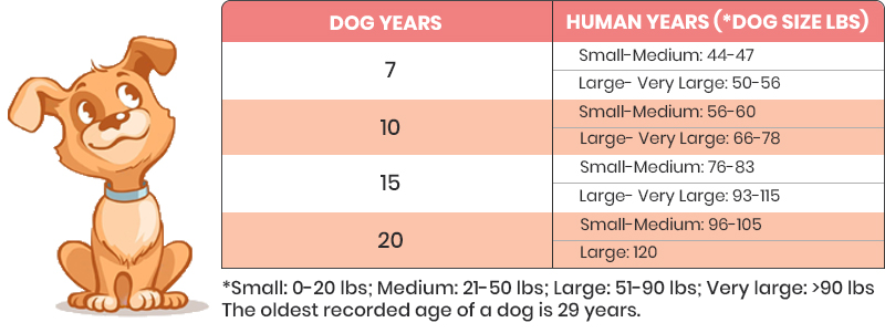 Compare the dog ages with human ages