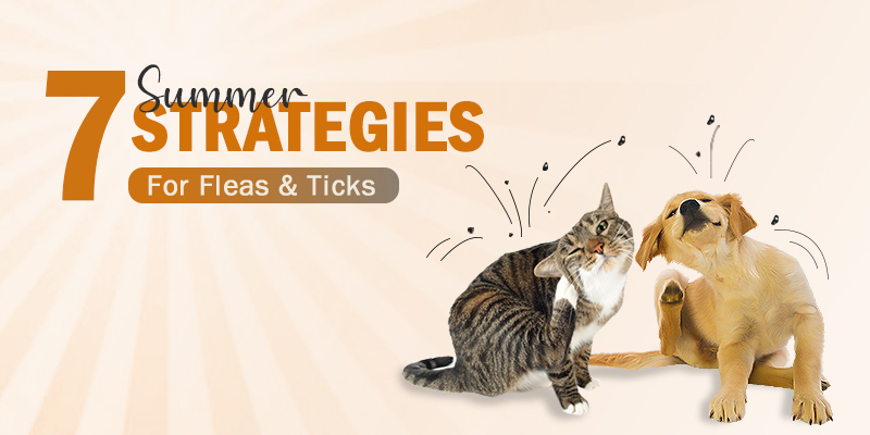 Summer Strategies For Fleas And Ticks