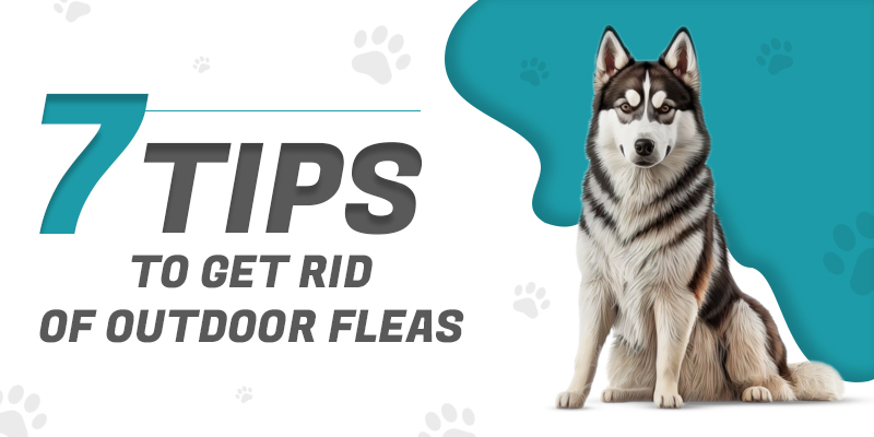 7 Tips to Get Rid of Outdoor Fleas