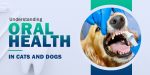 Understanding Oral Health in Cats and Dogs