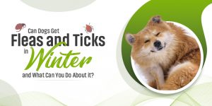CanadaVetCare-Blog-Can-dogs-get-Fleas-and Ticks-in-the-winter
