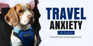 CVC-Blog-Preventing-and-Treating-travel-anxiety-in-dogs
