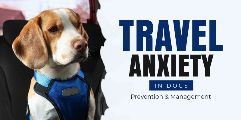 CVC-Blog-Preventing-and-Treating-travel-anxiety-in-dogs