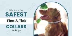 CVC-30jan-Blog-what-flea-and-tick-collars-2026