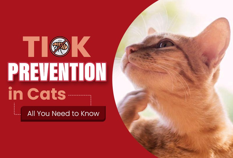 Tick Prevention in Cats: All You Need to Know
