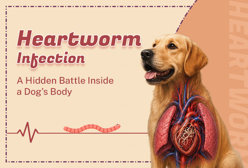 Heartworm Infection - A Hidden Battle Inside a Dog’s Body