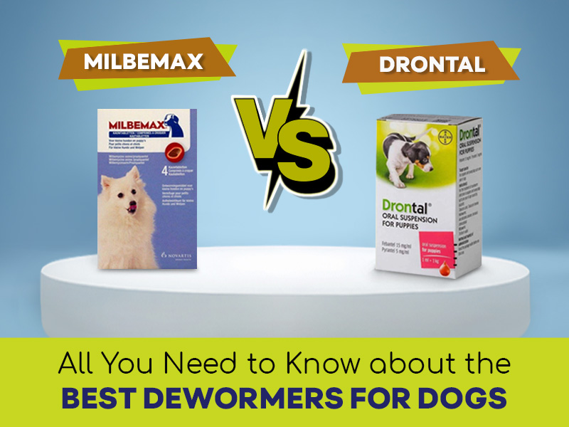 Milbemax vs Drontal - All You Need to Know about the Best Dewormers for Dogs