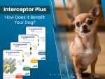 Does-InterceptorPlus-Kill-All-Types-of-Worms-in-Dogs