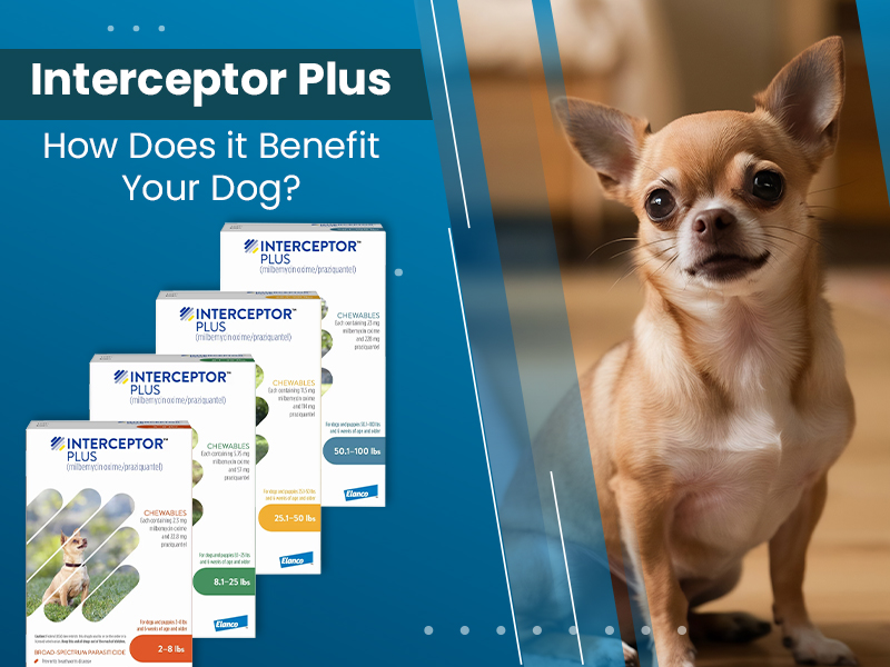 Interceptor Plus – How Does it Benefit Your Dog?