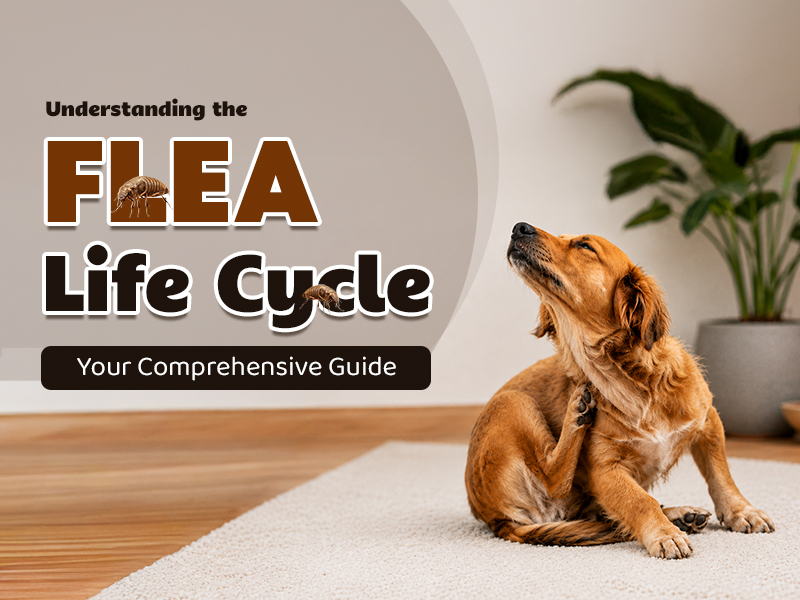 Understanding the Flea Life Cycle: Your Comprehensive Guide