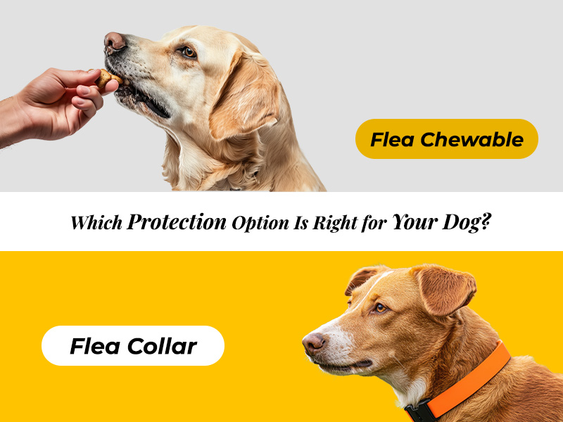 Flea Collar vs. Flea Chewable: Which Protection Option Is Right for Your Dog?