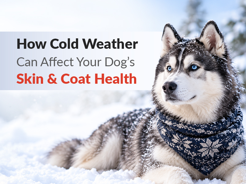 How Cold Weather Can Affect Your Dog’s Skin & Coat Health