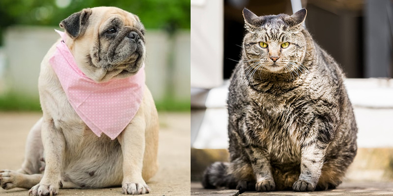 Obesity in Dogs and Cats and How to Handle It