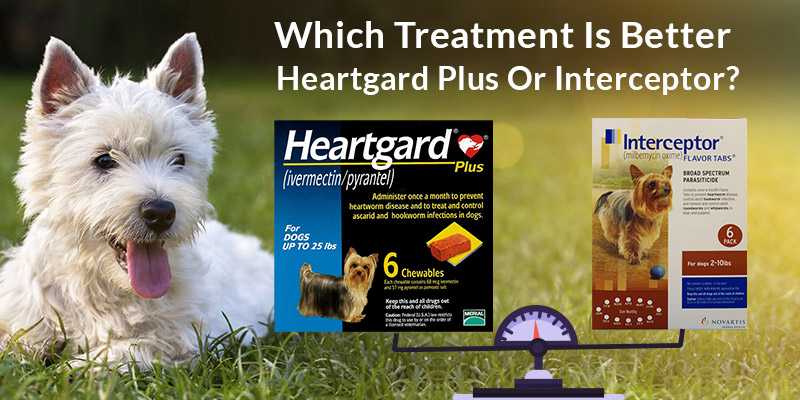 which-treatment-is-better-heartgard-plus-or-interceptor