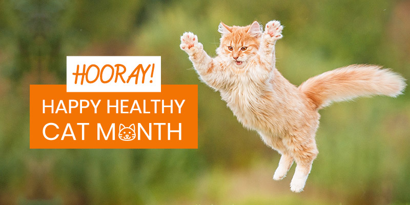 HOW TO CELEBRATE 'Happy, Healthy Cat Month?