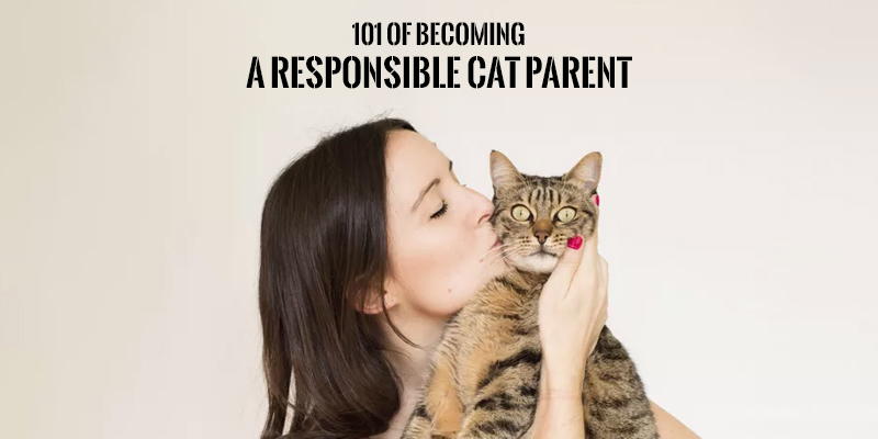 Responsible Cat Parent