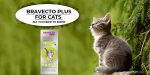 Bravecto Plus for Cats – All You Need to Know