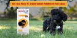 All You Need To Know About Bravecto For Dogs