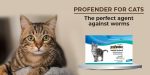 Profender for Cats: The perfect agent against worms