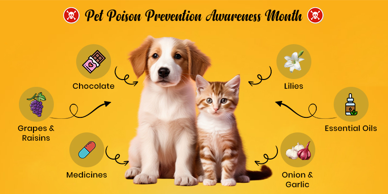Symptoms of Pet Poisoning in Dogs and Cats