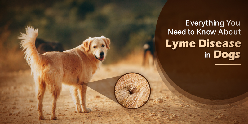 Understanding Lyme Disease in Dogs