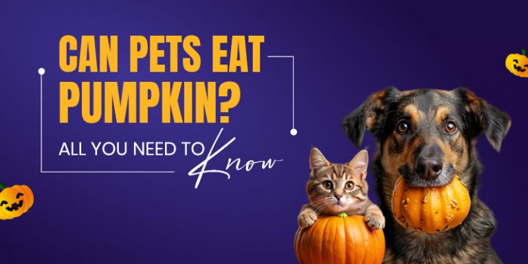 Can Pets Eat Pumpkin