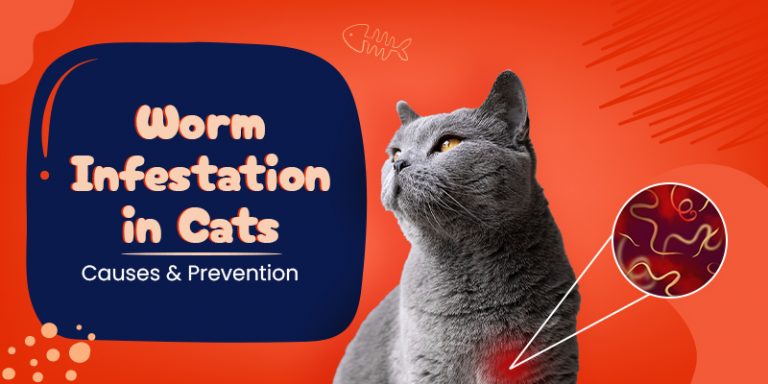 Worm Infestation in Cats