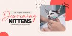 importance-of-deworming-kittens