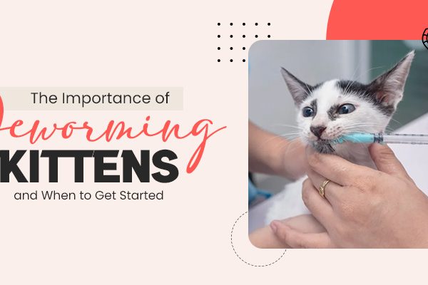 importance-of-deworming-kittens