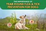 The Importance of Year Round Flea Tick Prevention for Dogs