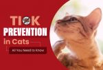 Tick-Protection-for-Cats