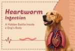 What-Happens-In-side-the-body-During-a-Heartworm-Infection