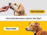 Flea-Collar-vs-Flea-Chewable-Which-Protection-Option-Is-Right-for-Your-Dog