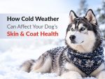 How Cold Weather Can Affect Your Dog Skin Coat Health